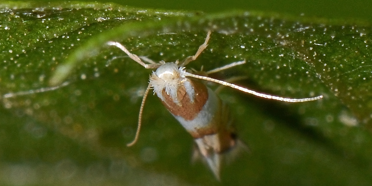 Gracillariidae: Phyllonorycter roboris? S